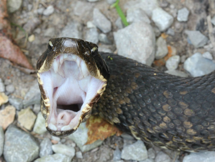 Cottonmouth